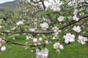 Apfelblüte 2013 - 